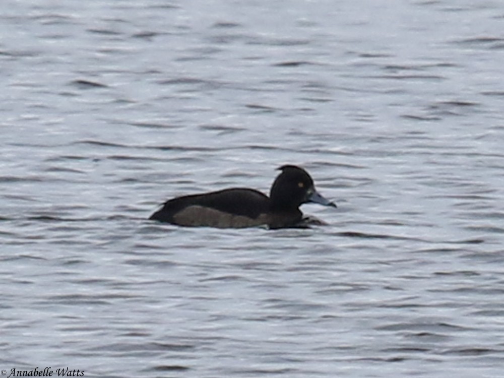 Tufted Duck - ML166405771