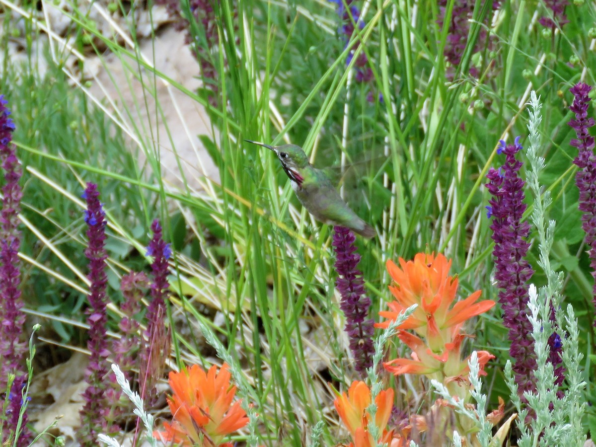 Calliope Hummingbird - ML166407061