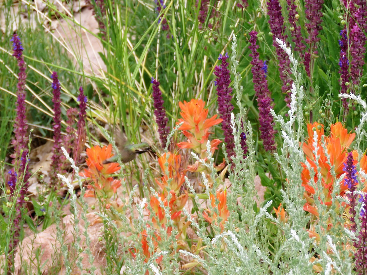 Calliope Hummingbird - ML166407381