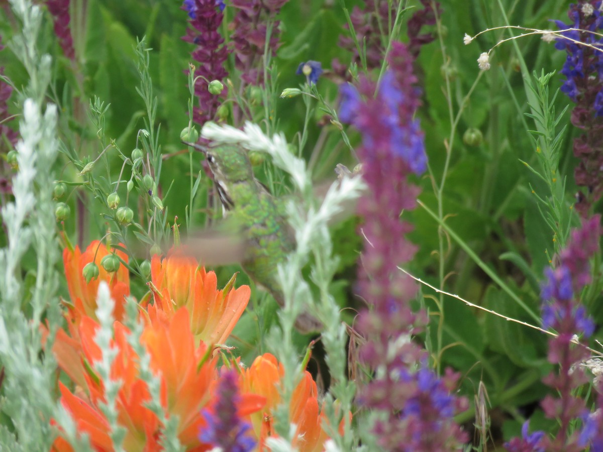 Calliope Hummingbird - ML166407881