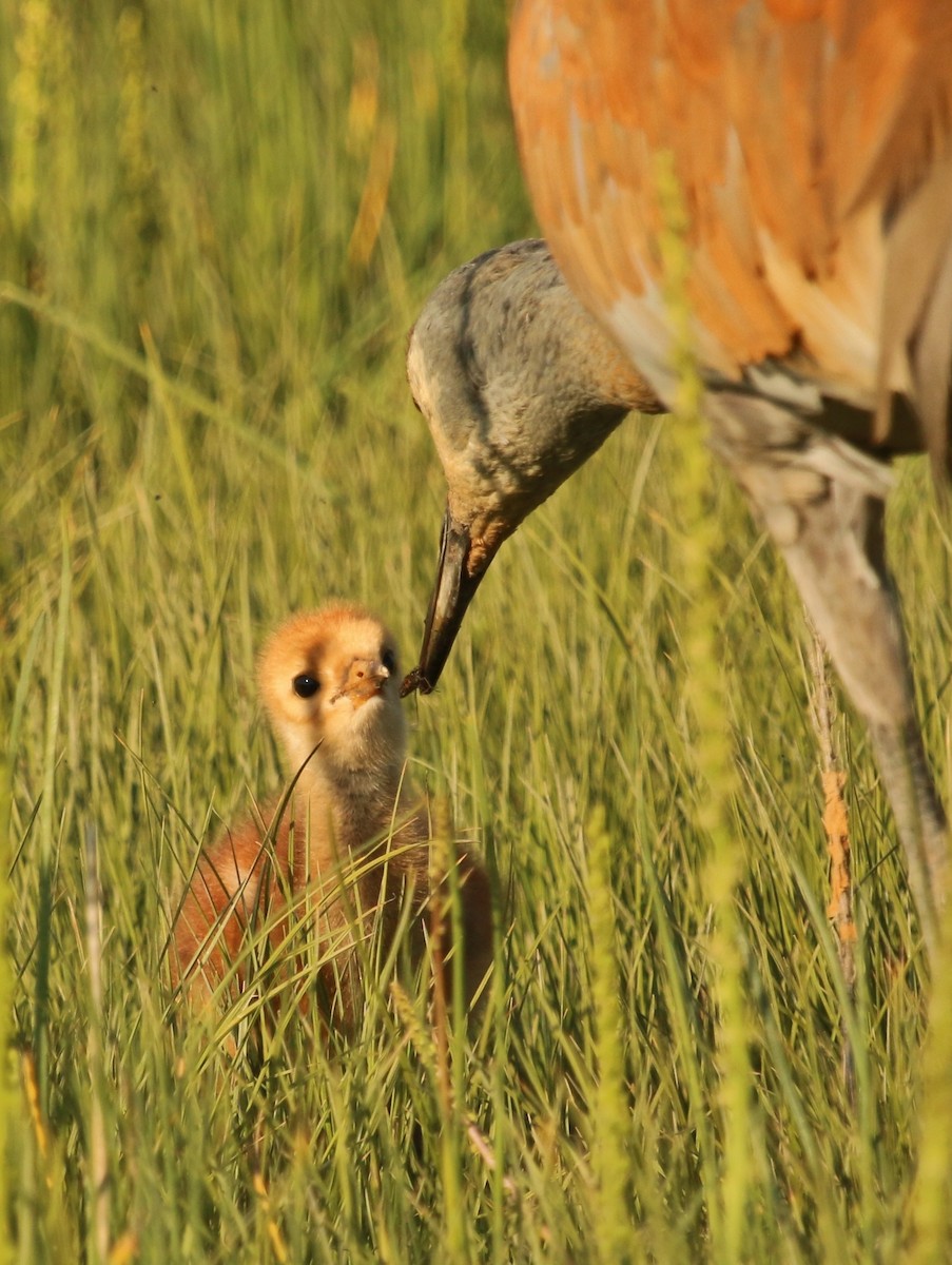 Sandhill Crane - Christine Jacobs