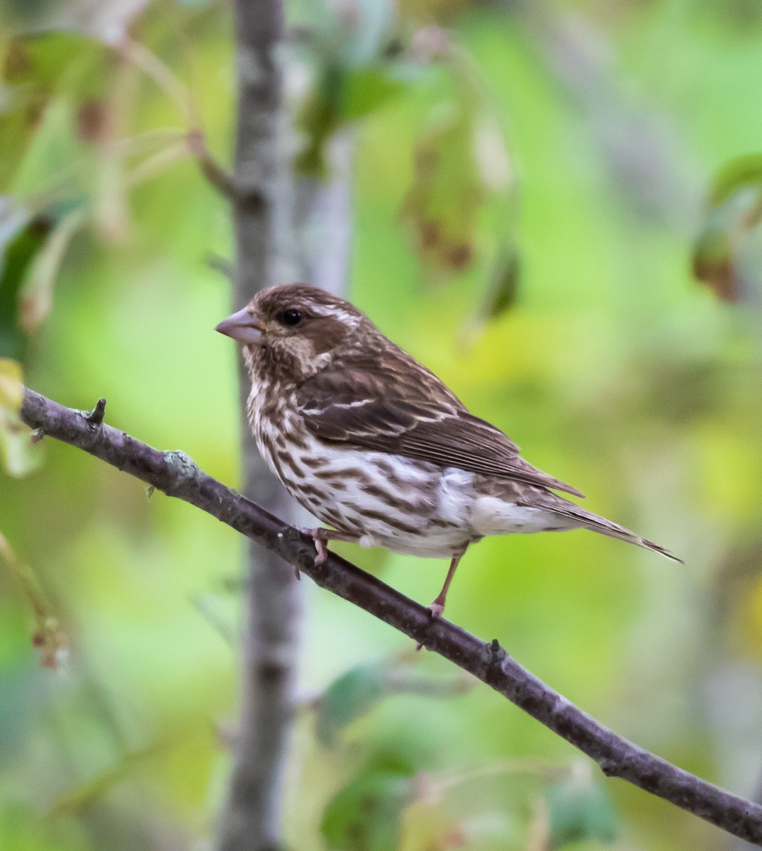 Purple Finch - Jim Triplett