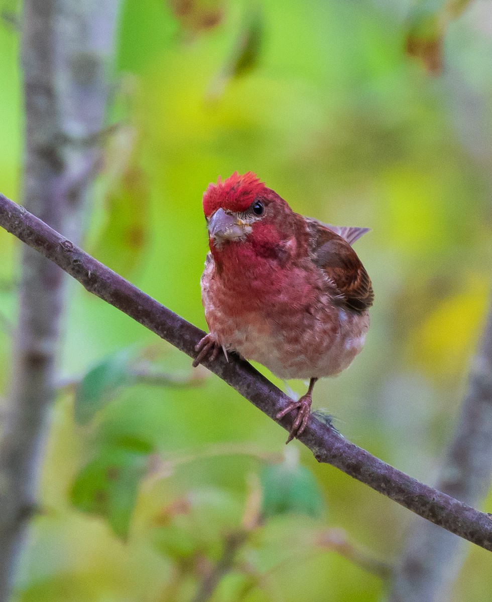 Purple Finch - Jim Triplett