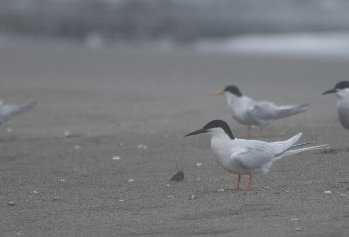 Roseate Tern - ML166413791