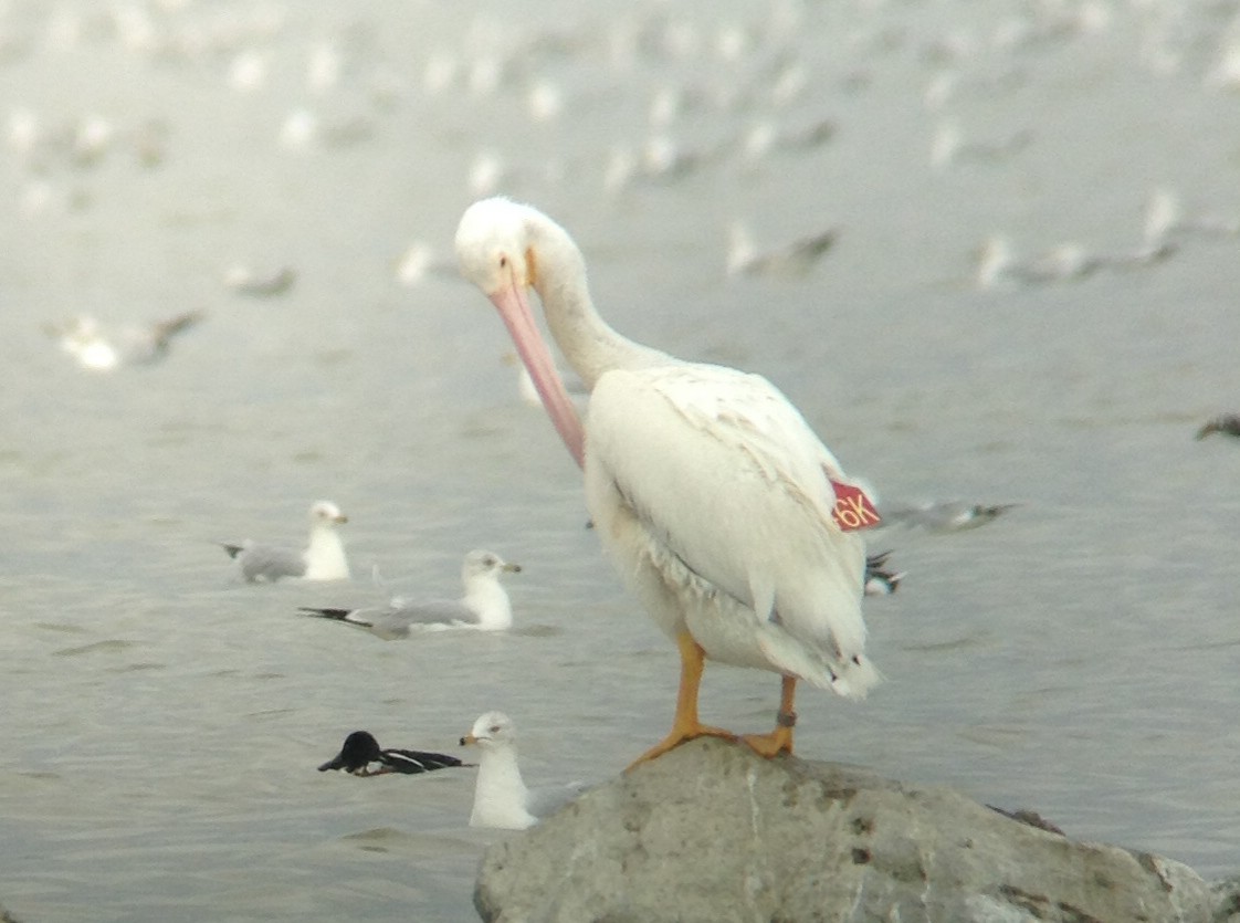 American White Pelican - Justyn Stahl