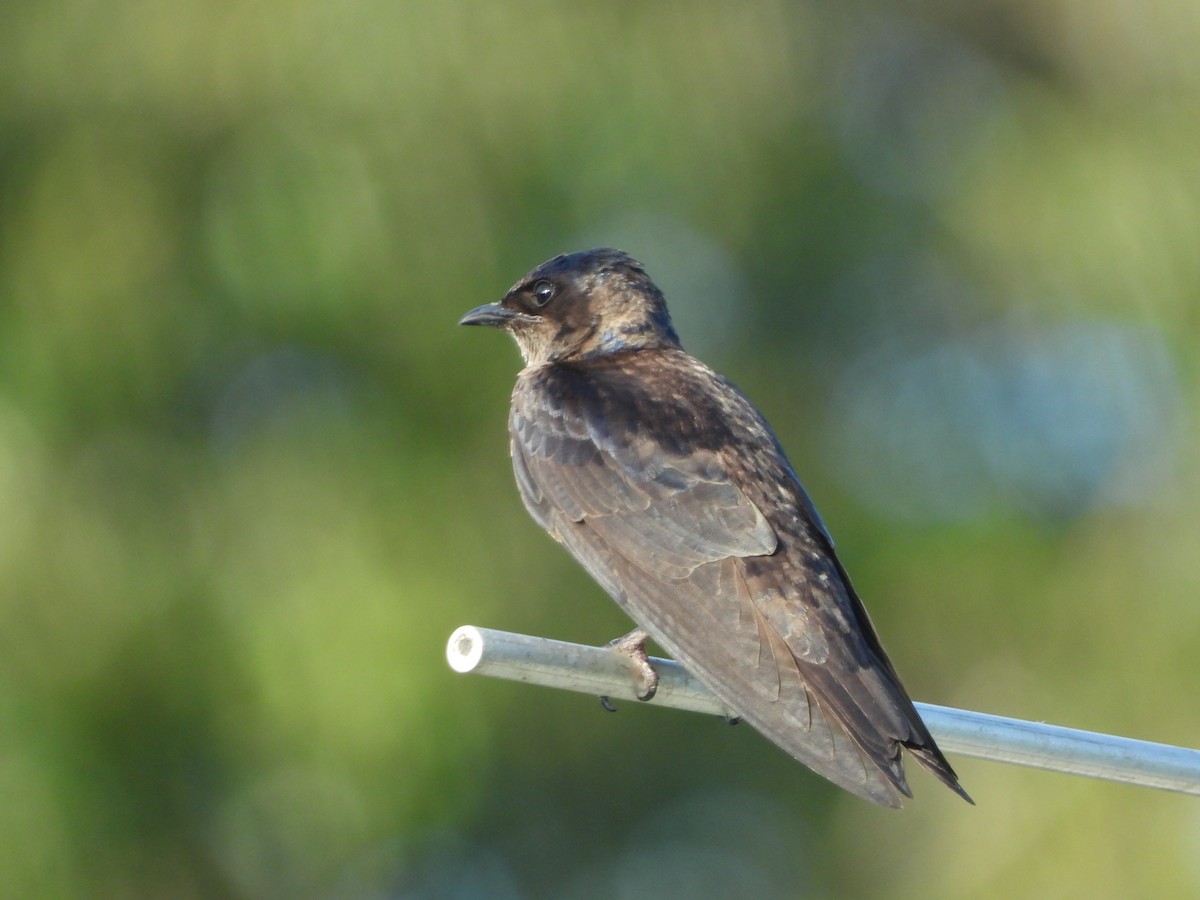 Purple Martin - ML166415801