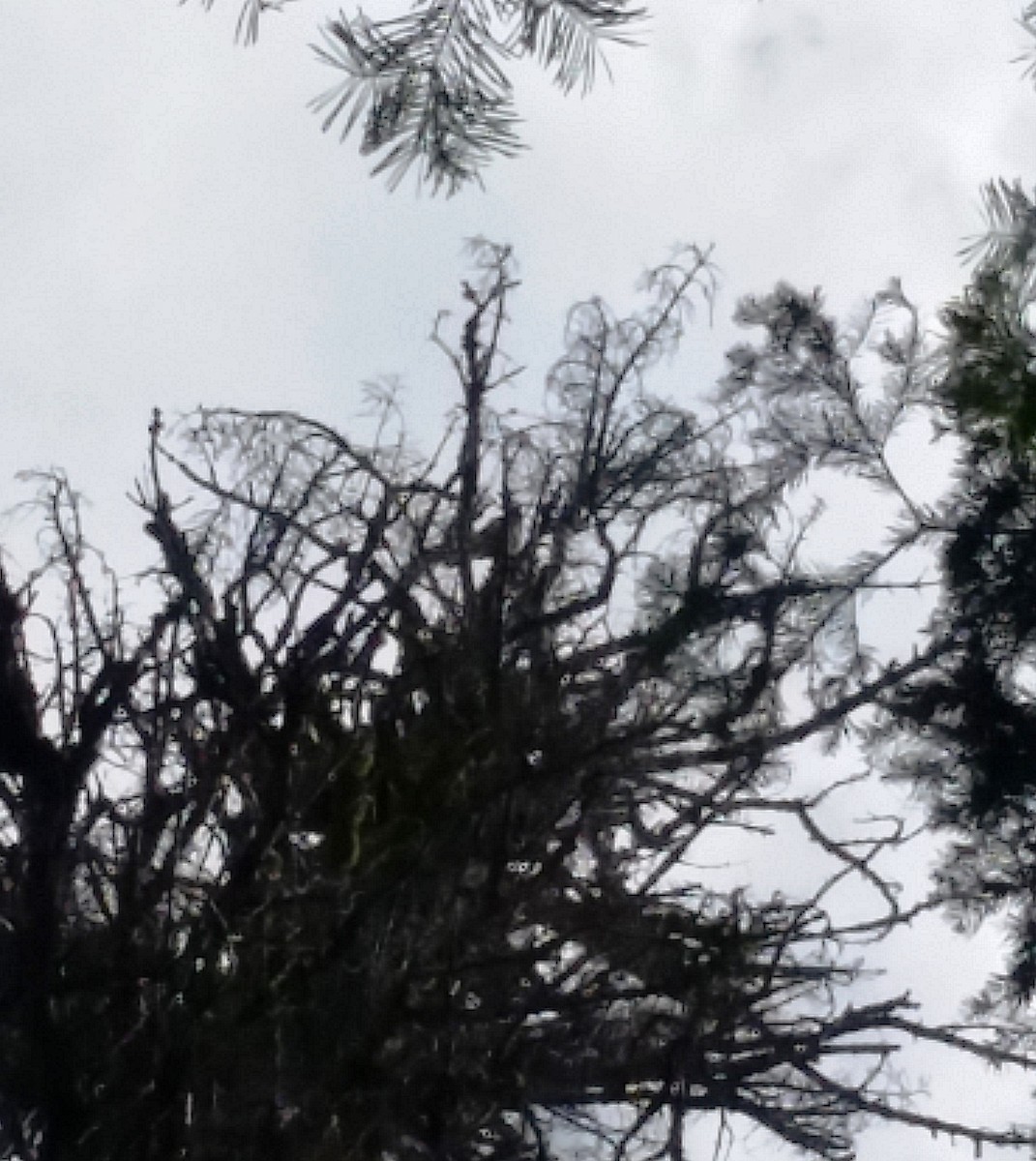 American Goshawk - Katy Banning