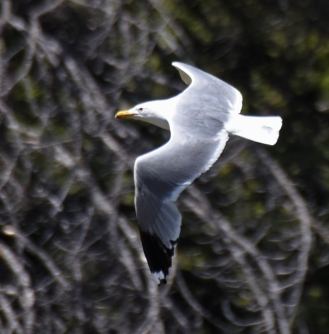 Gaviota Californiana - ML166416571