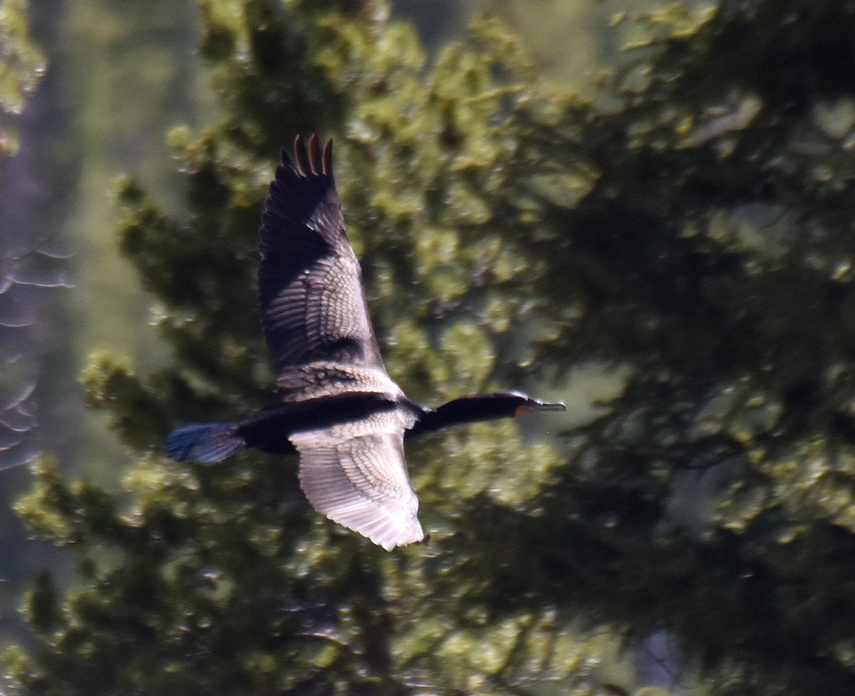 Double-crested Cormorant - ML166416621