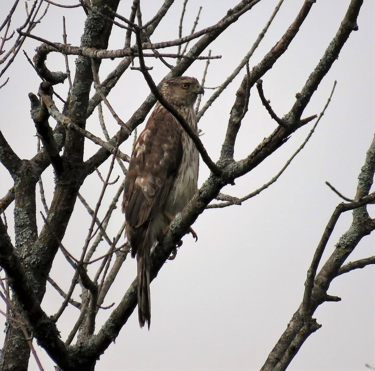 Cooper's Hawk - Karen Carbiener