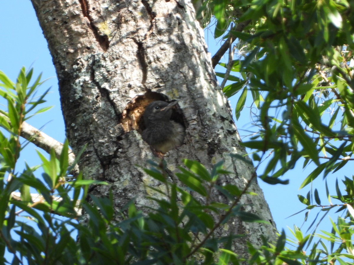 Red-headed Woodpecker - ML166418021