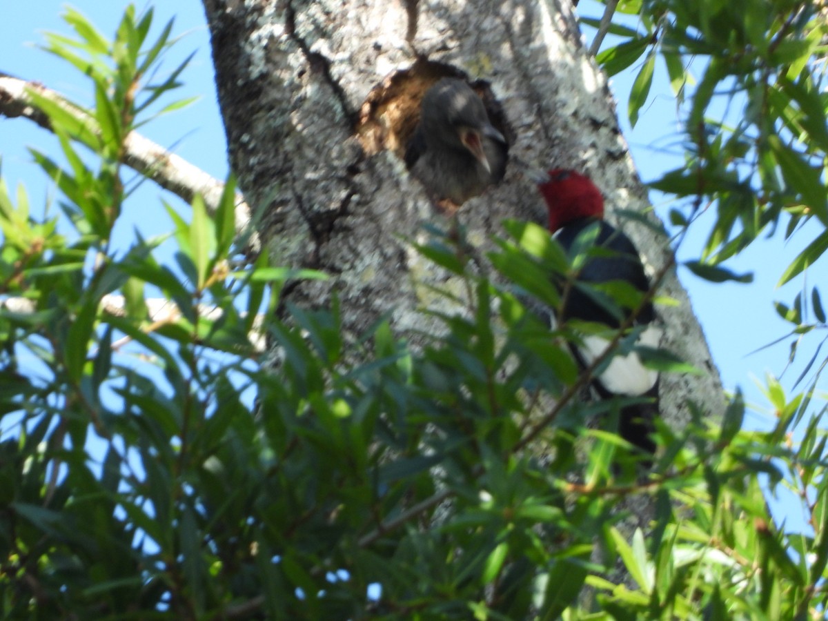 Red-headed Woodpecker - ML166418031