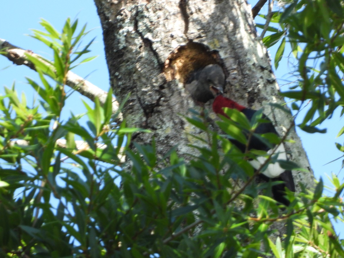 Red-headed Woodpecker - ML166418041