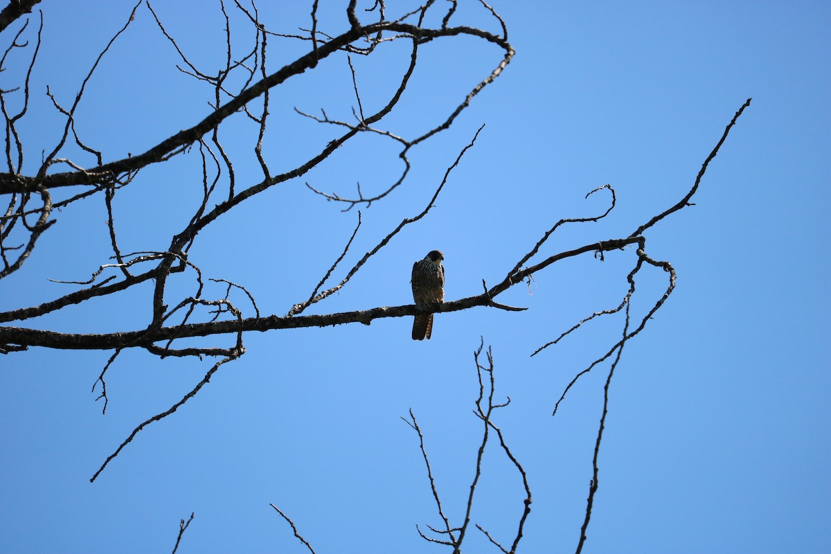 Peregrine Falcon - Mike Farnworth