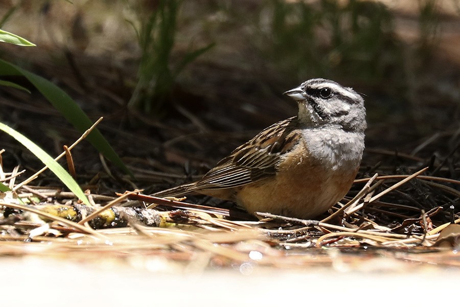 Rock Bunting - Francisco Barroqueiro