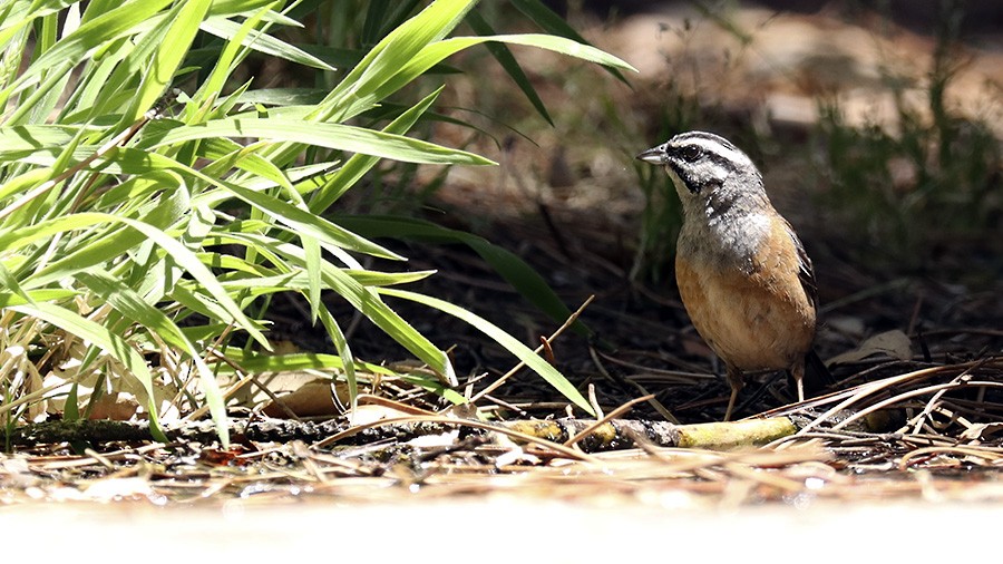 Rock Bunting - Francisco Barroqueiro