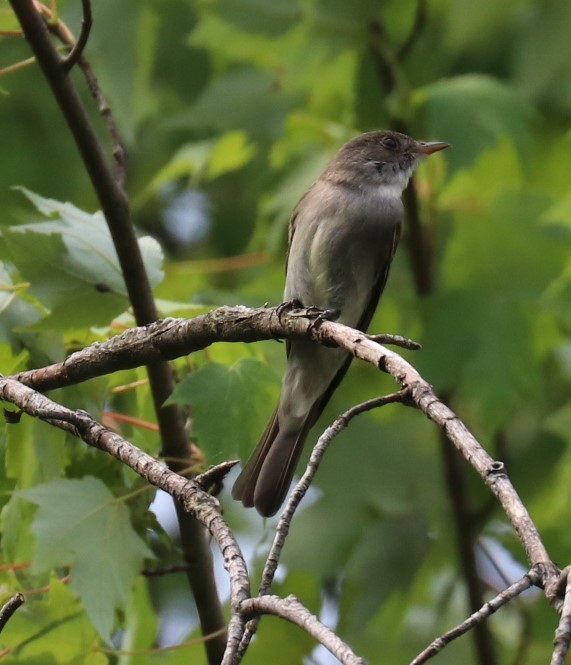 Willow Flycatcher - ML166422231
