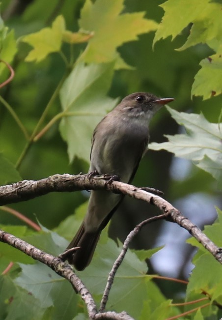 Willow Flycatcher - ML166422241