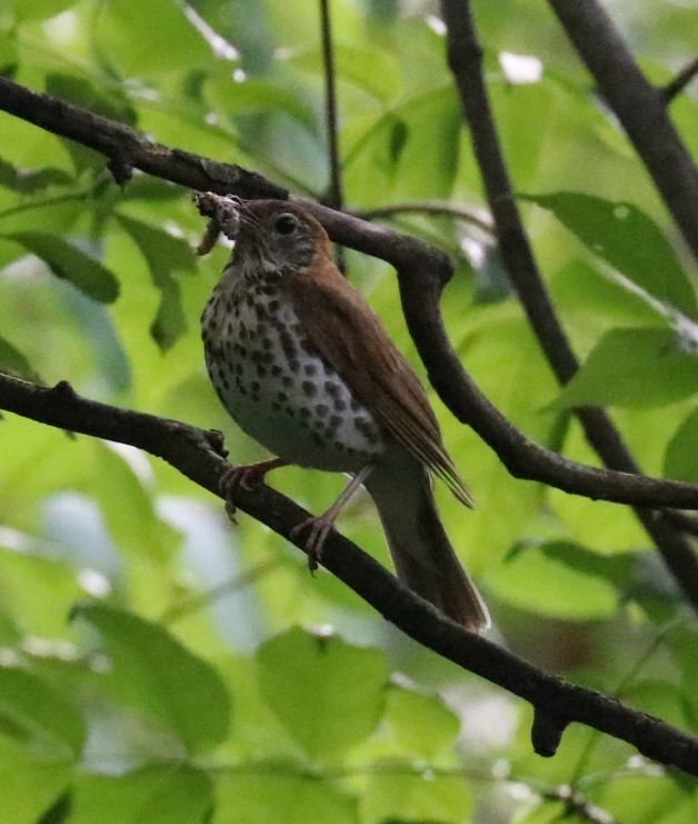 Wood Thrush - ML166422371