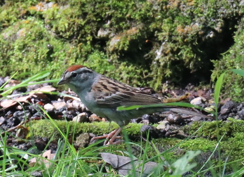 Chipping Sparrow - ML166422491