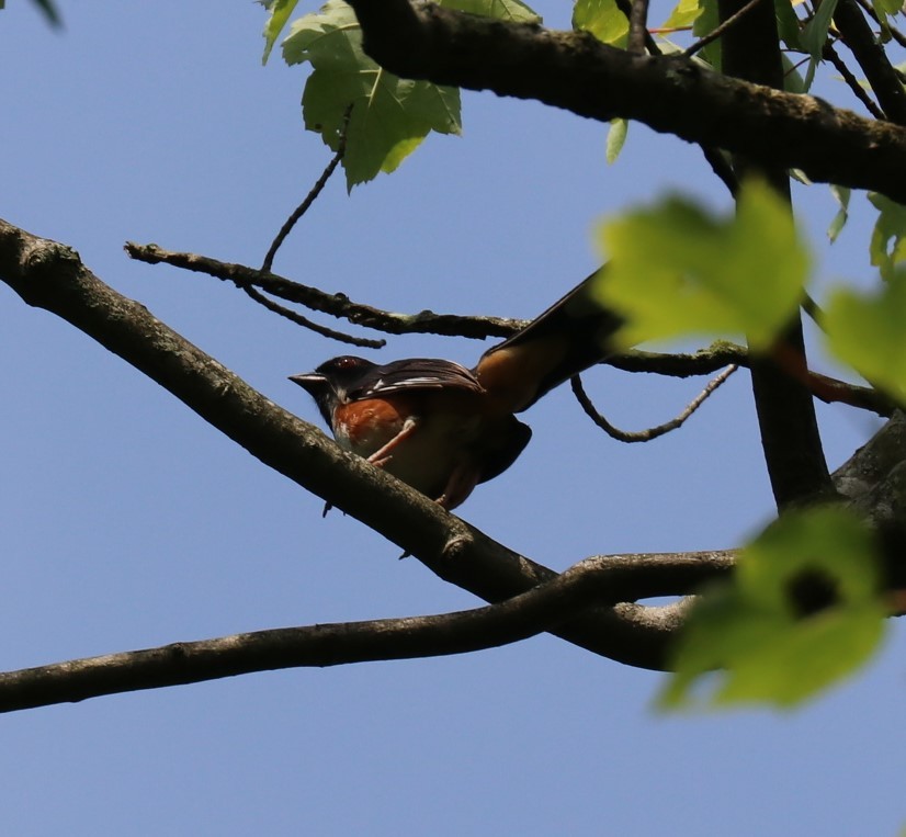 Eastern Towhee - ML166422531