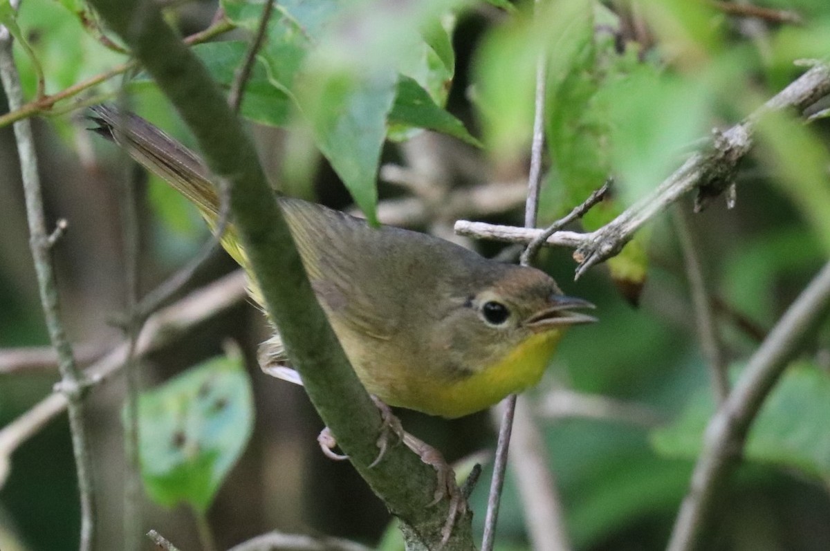 Common Yellowthroat - ML166422601