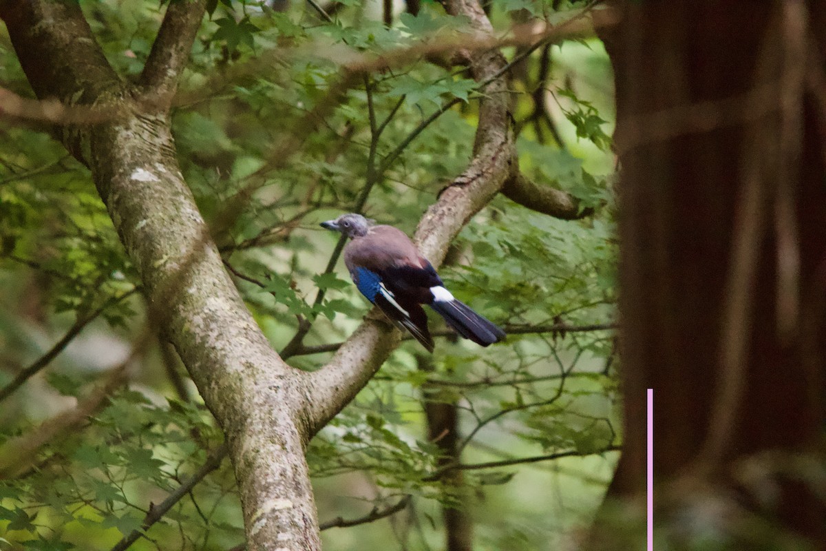 Eurasian Jay - ML166425591