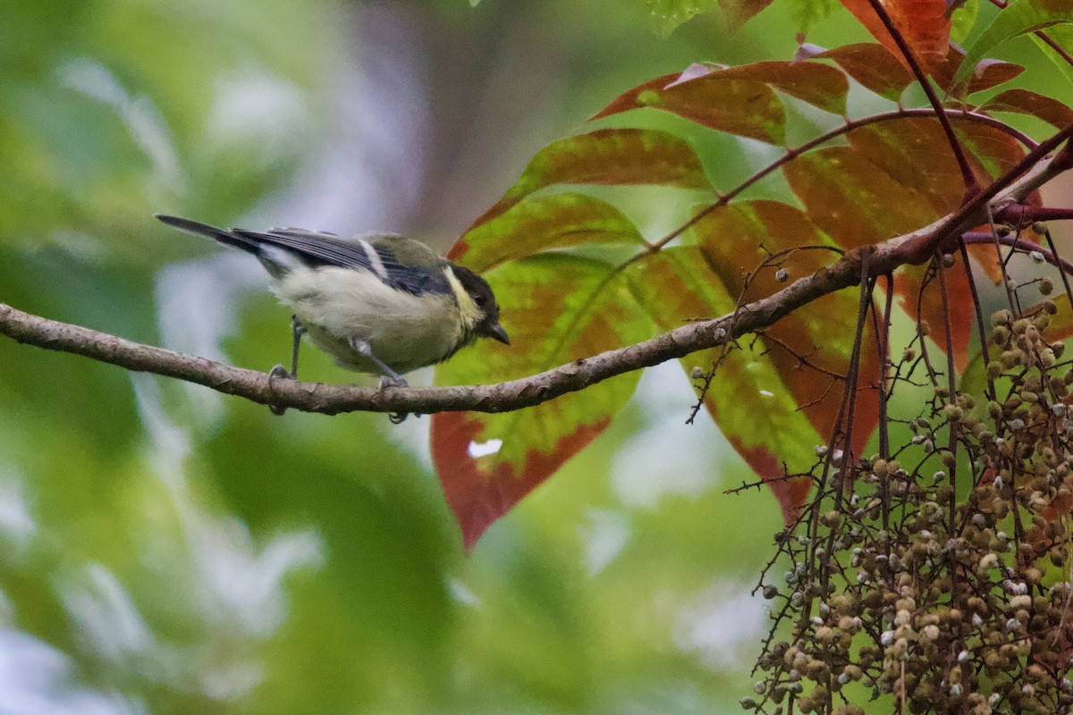 Japanese Tit - ML166425621