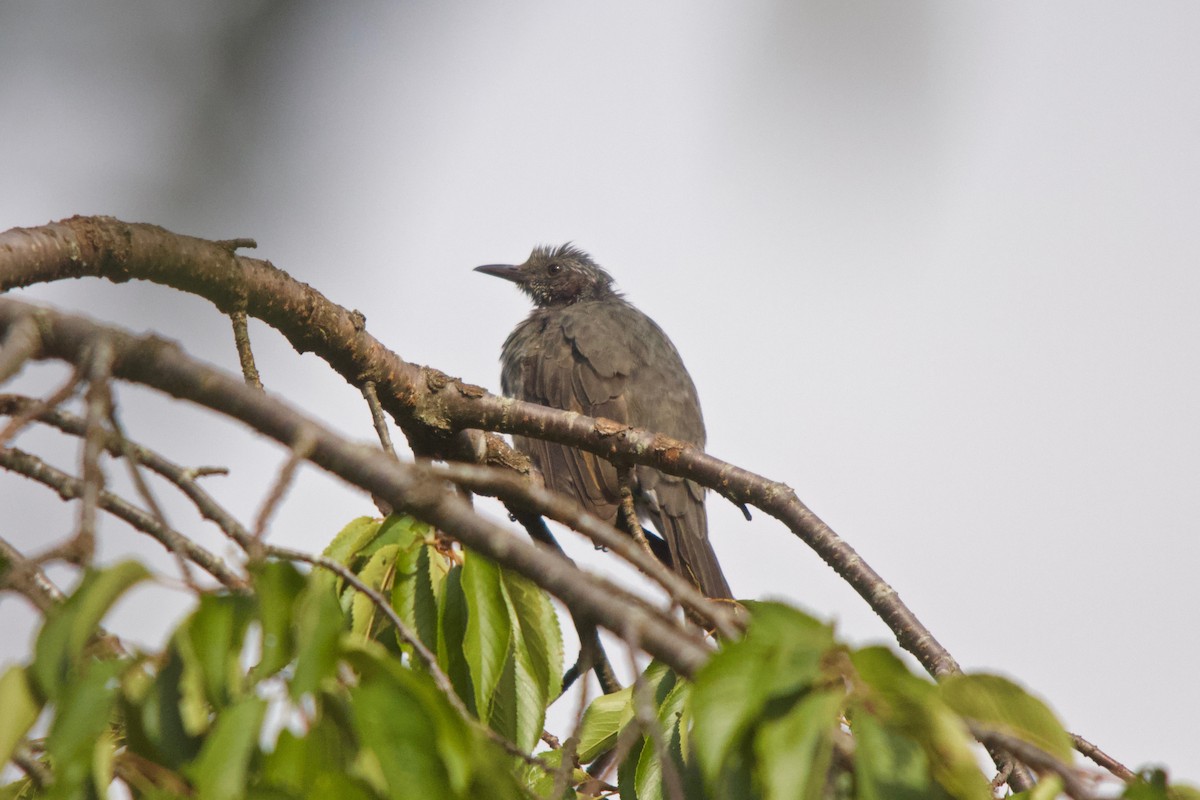 Bulbul à oreillons bruns - ML166425631