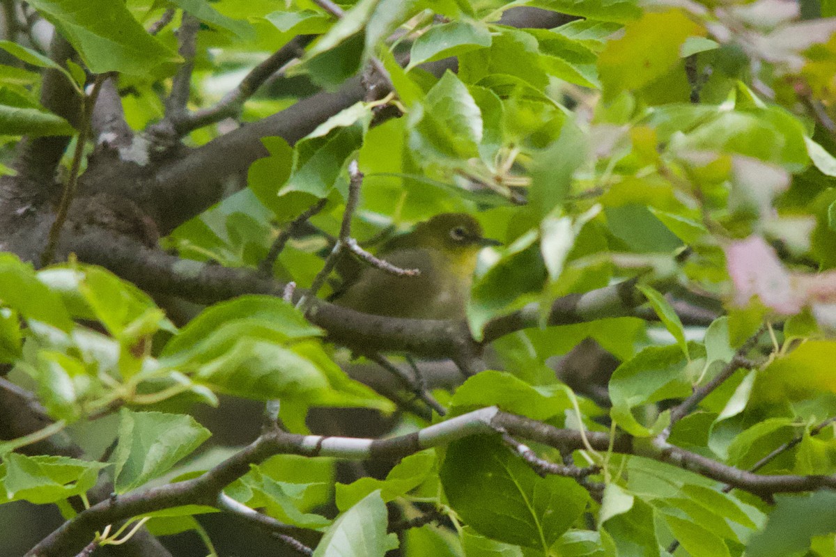 Warbling White-eye - ML166425691