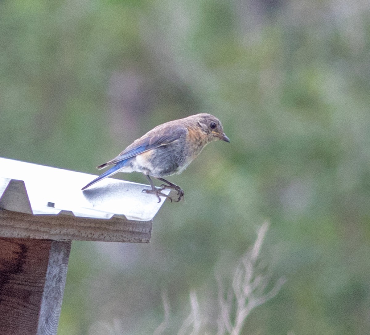 Eastern Bluebird - Mark and Holly Salvato