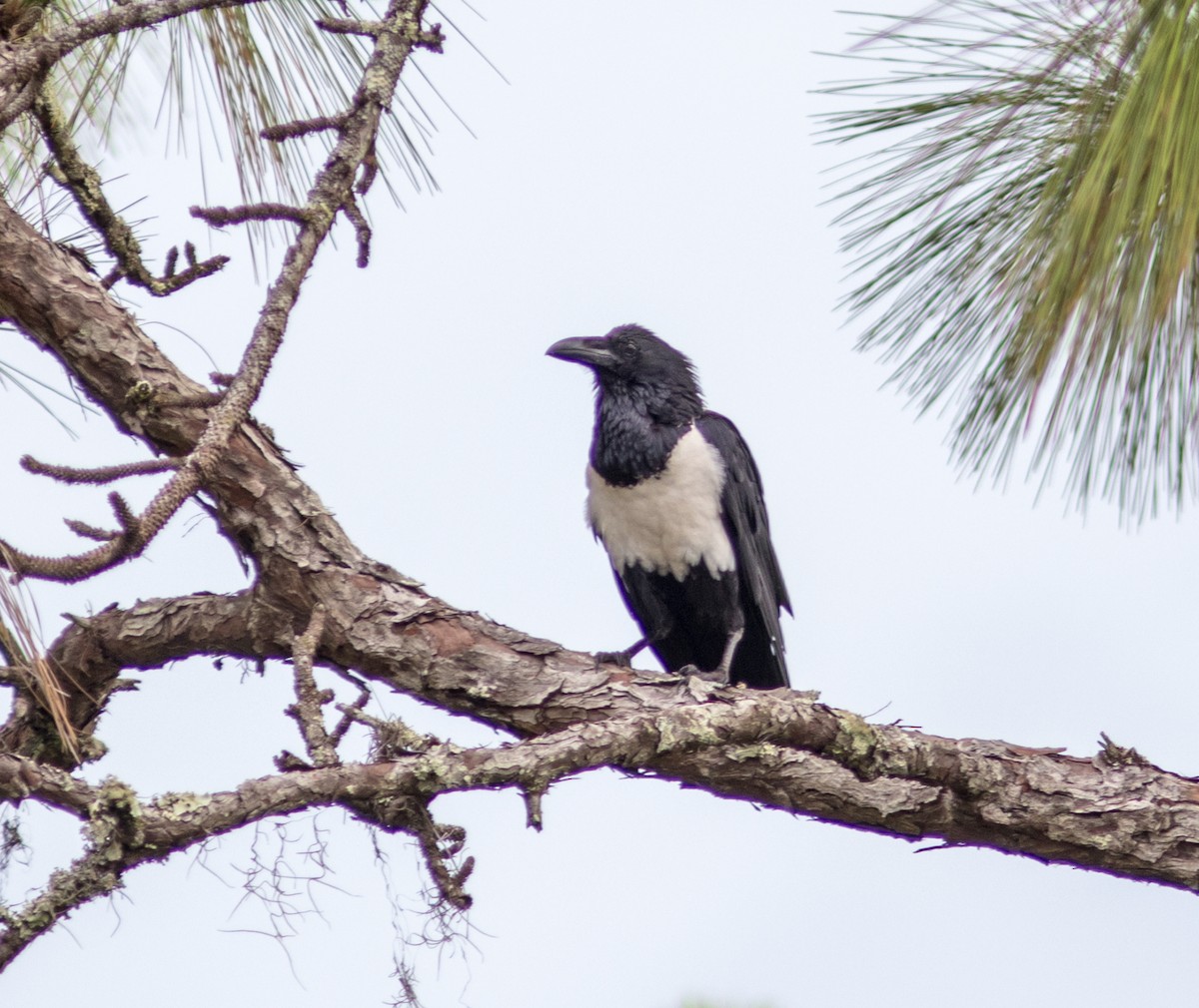 Pied Crow - ML166426111