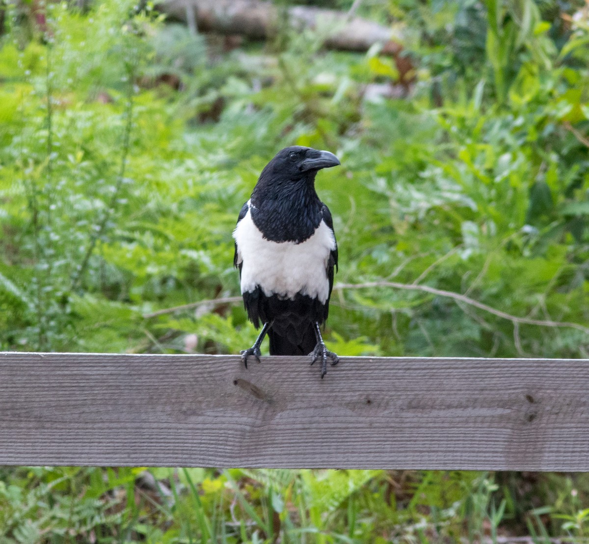 Pied Crow - ML166426131