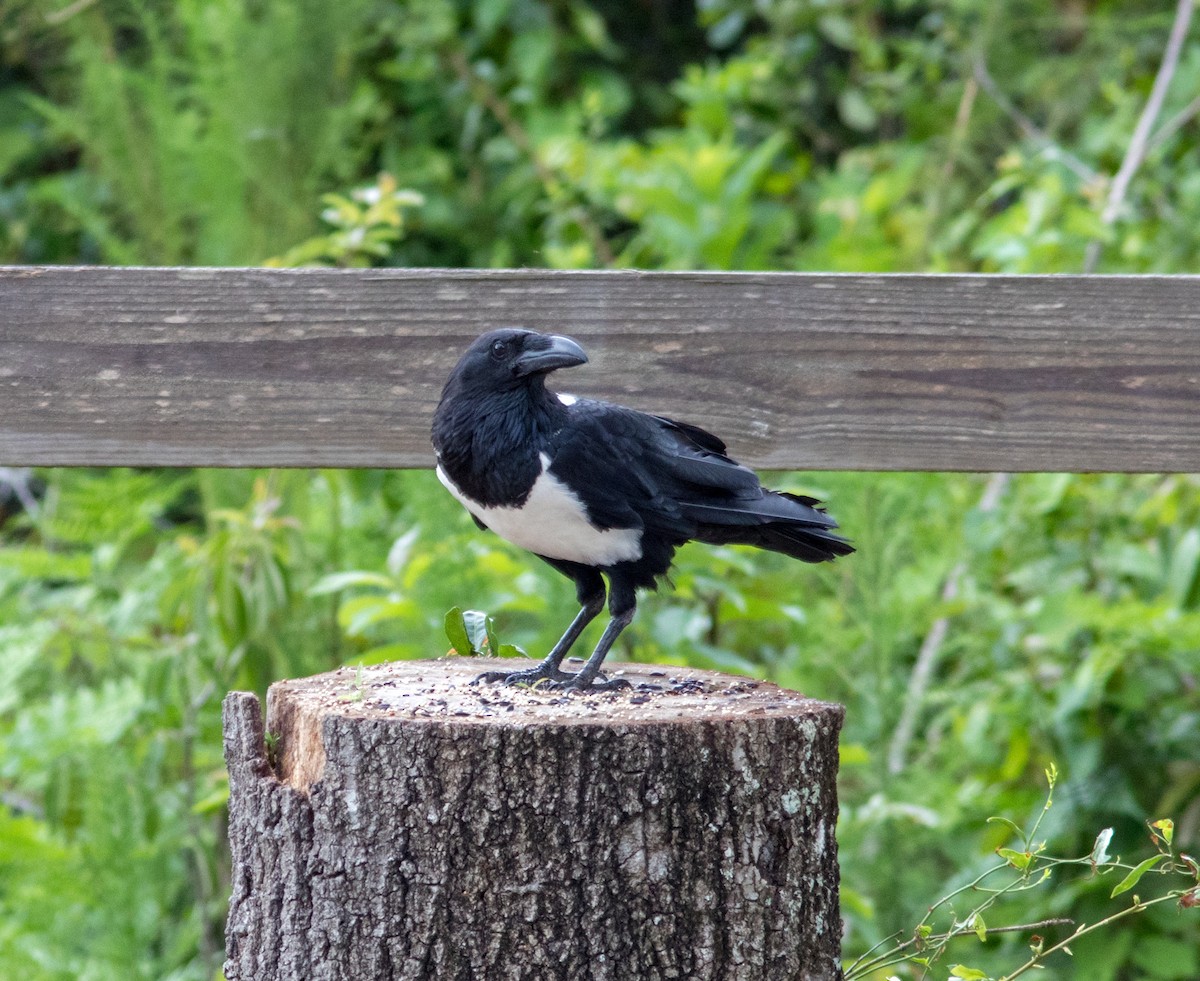 Pied Crow - ML166426141