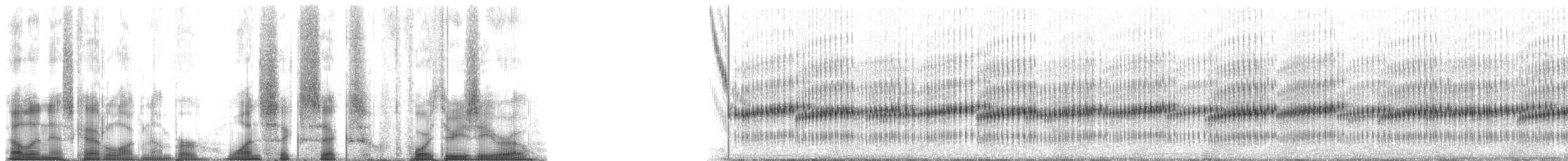 Southern Chorus Frog - ML166430