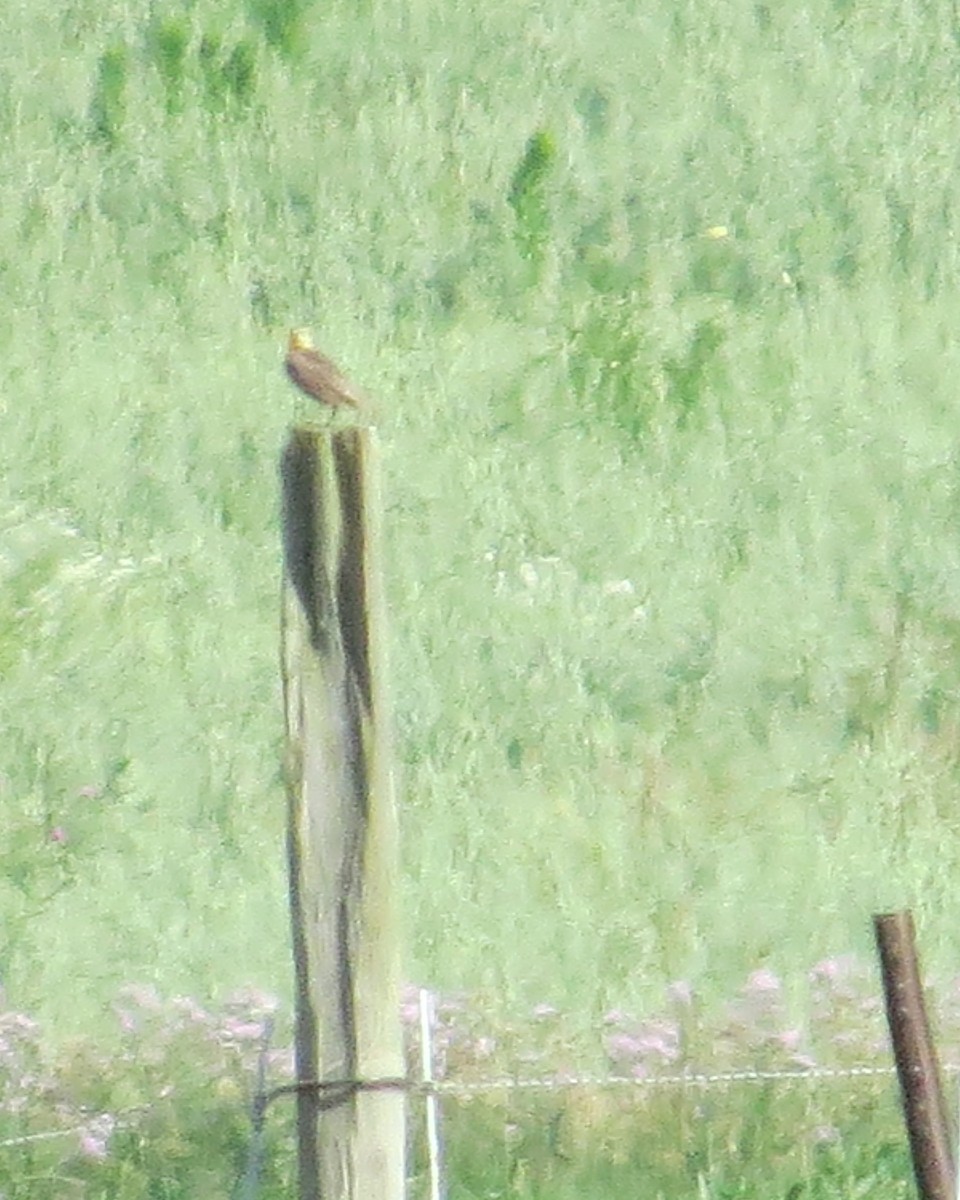 Western Meadowlark - ML166430781