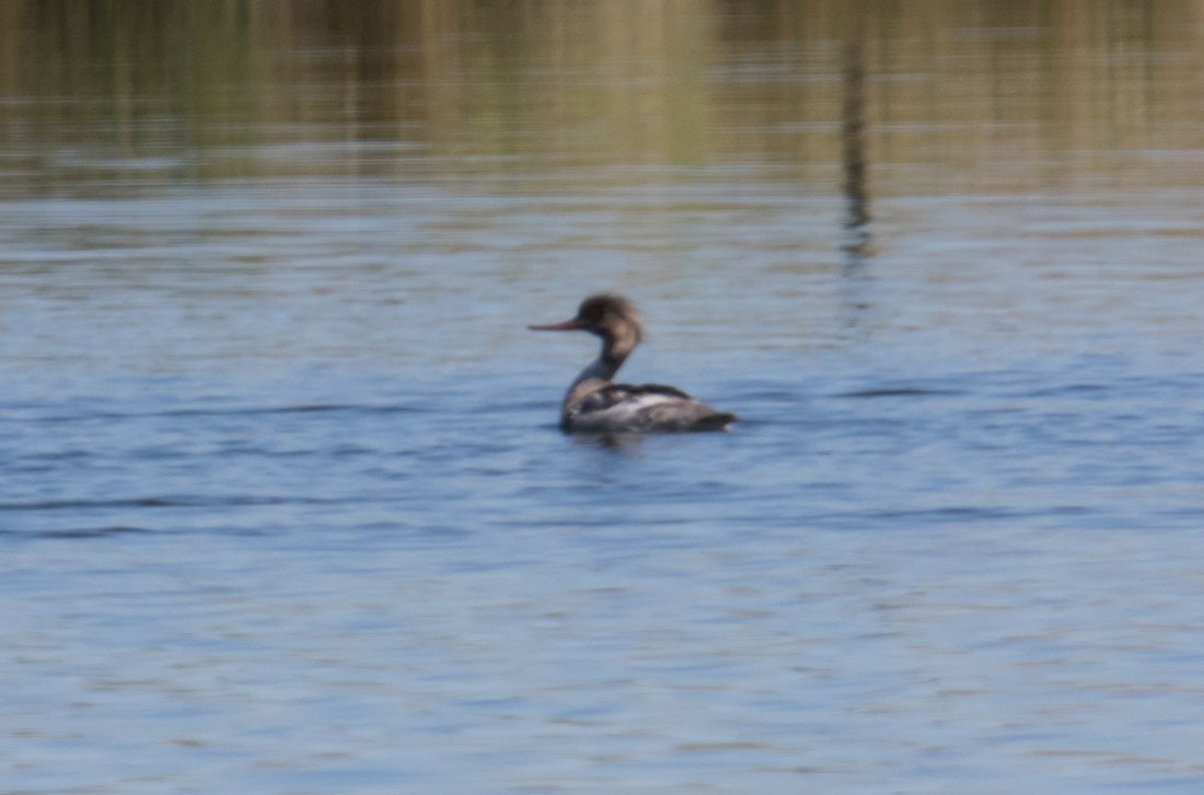 Red-breasted Merganser - ML166431441