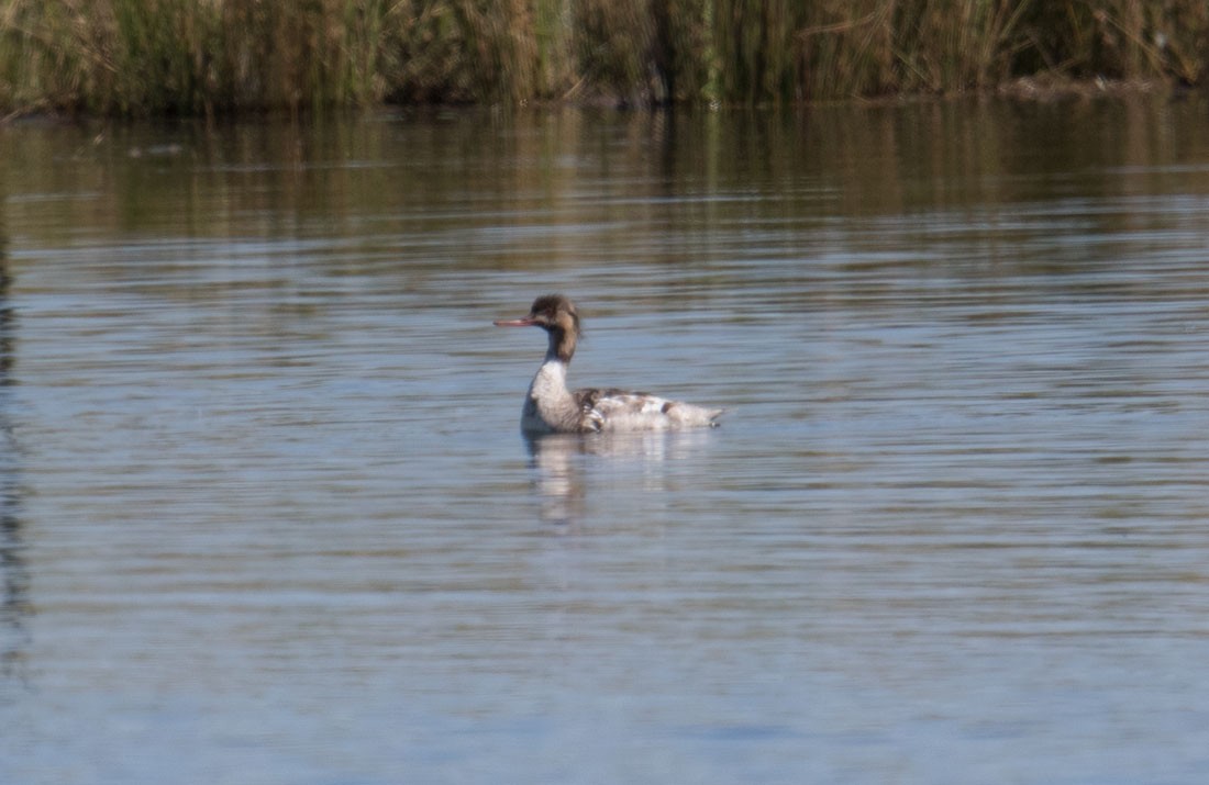 Red-breasted Merganser - ML166431451