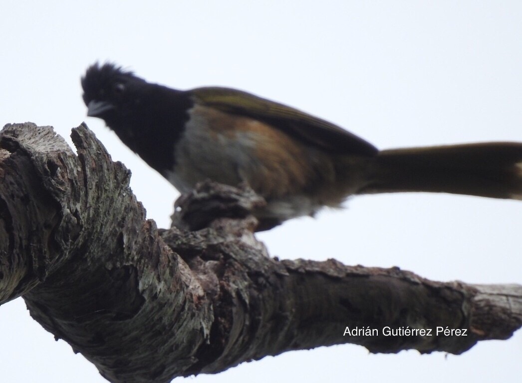 Spotted Towhee (Olive-backed) - Adrián Gutiérrez y Morelia Amante