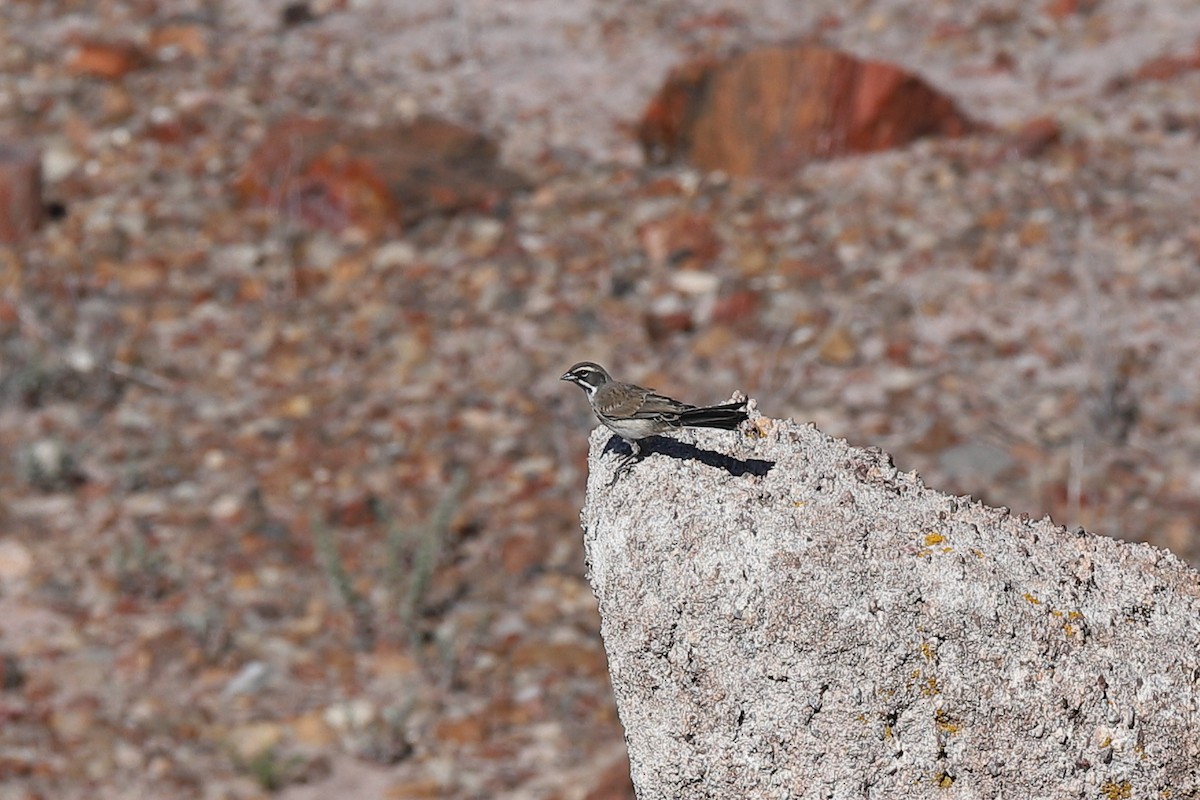 Black-throated Sparrow - ML166432491