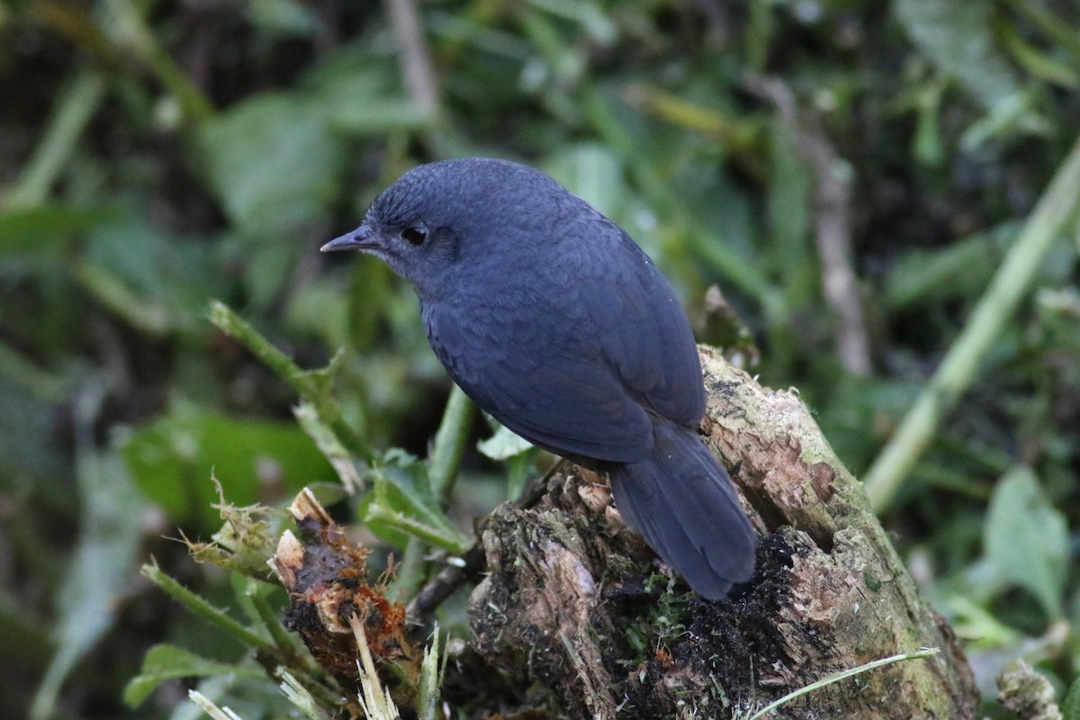 Rock Tapaculo - Daniel Branch