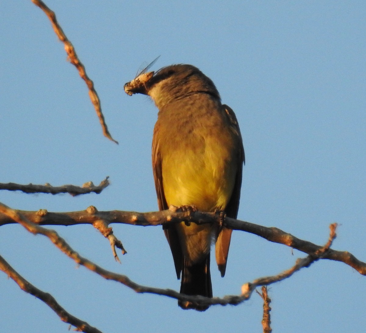 Cassin's Kingbird - Bob Nieman