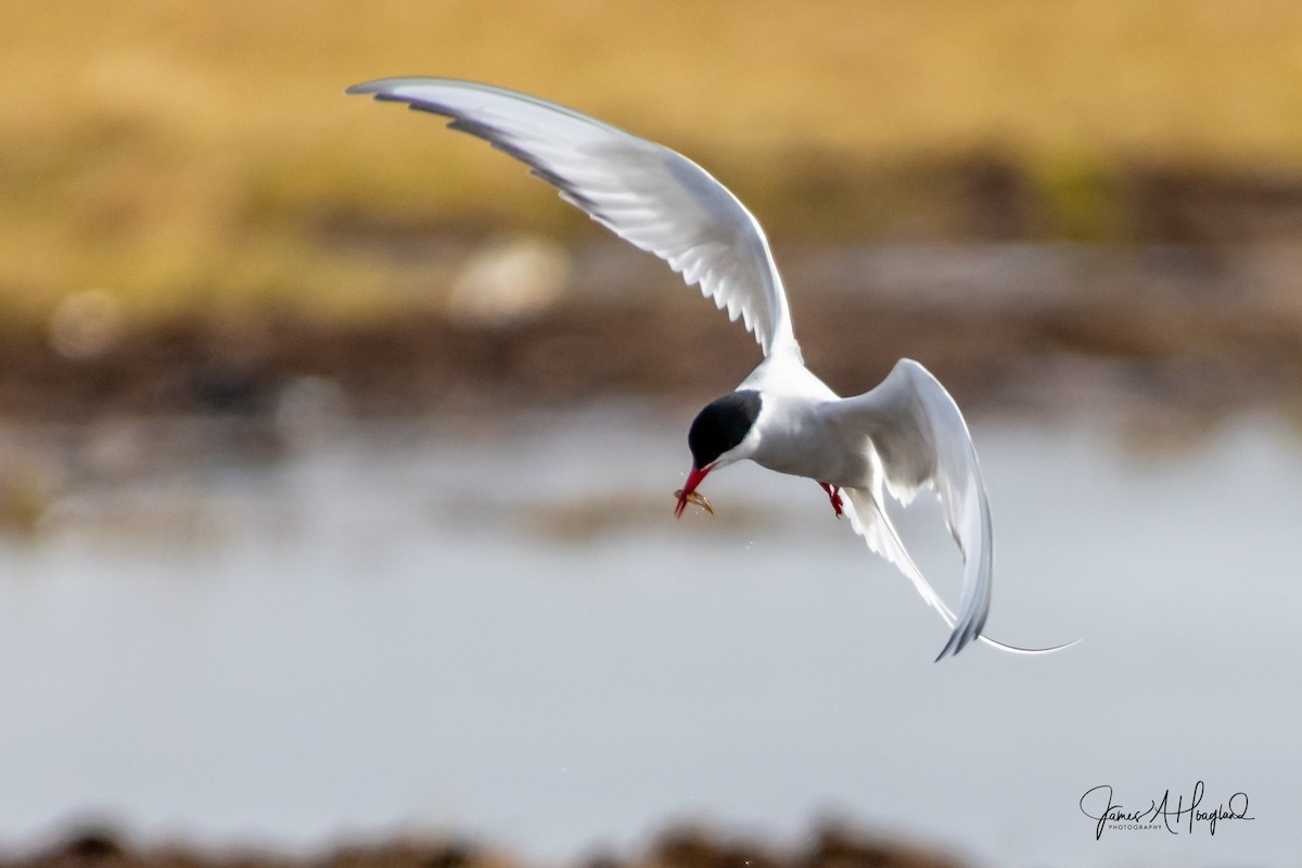 Arctic Tern - James Hoagland