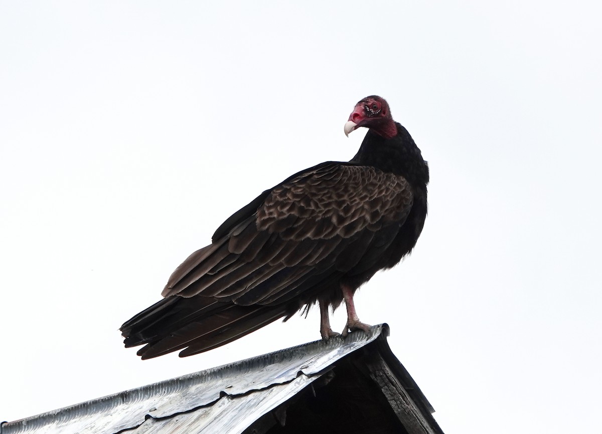 Turkey Vulture - ML166435221