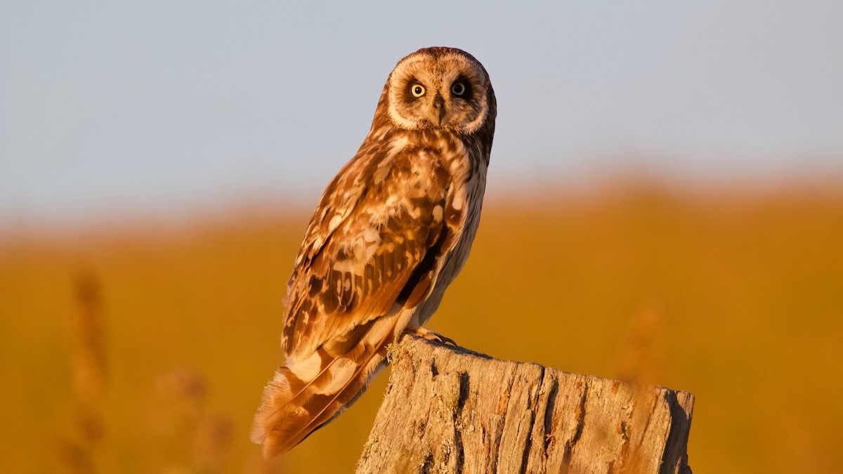 Short-eared Owl (Hawaiian) - Brian Rusnica