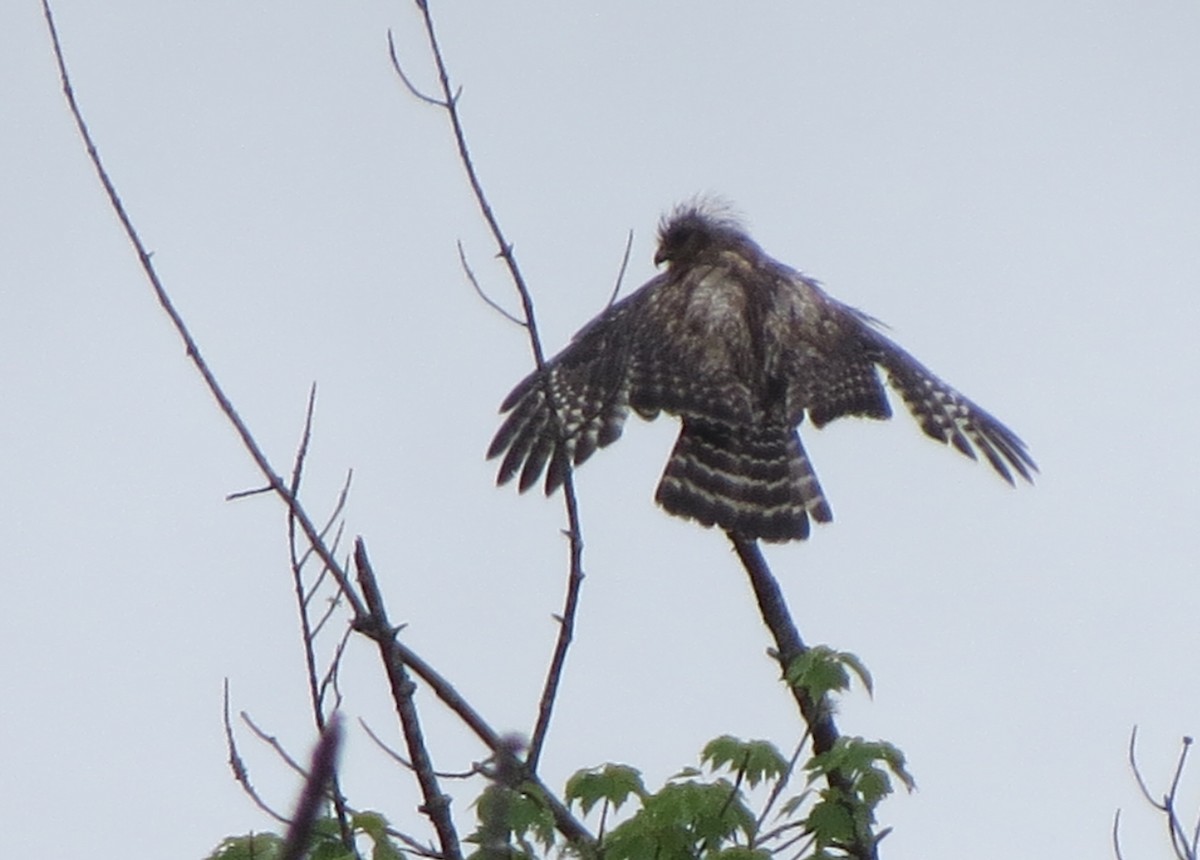 Red-shouldered Hawk - ML166442721