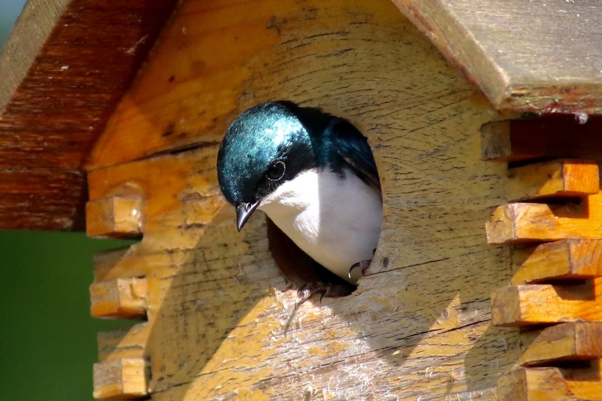 Tree Swallow - Ronald Newhouse