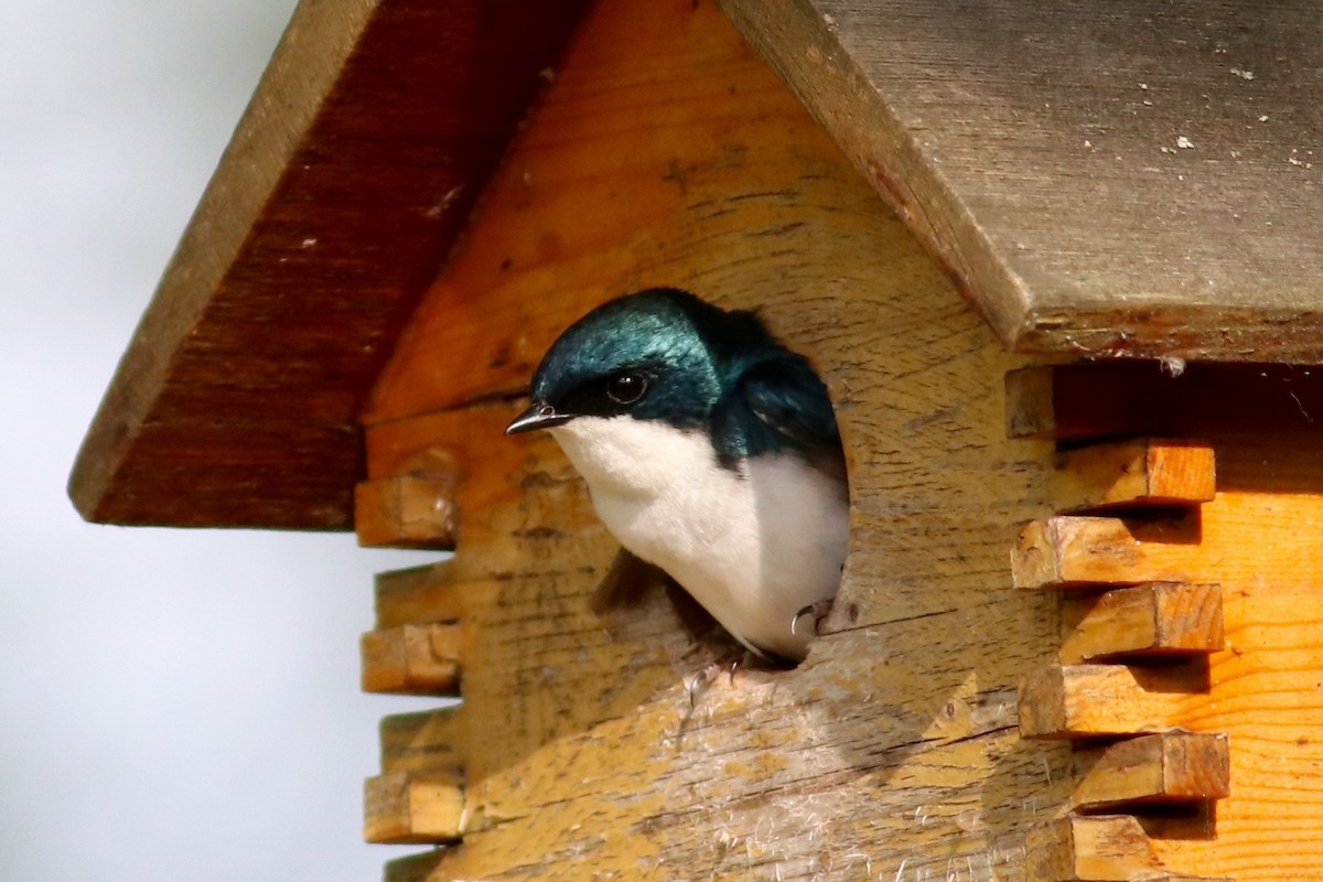 Tree Swallow - Ronald Newhouse