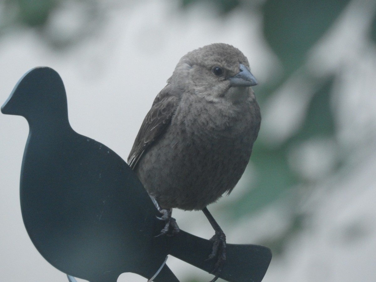 Brown-headed Cowbird - ML166445891