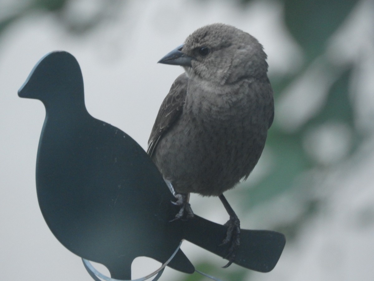 Brown-headed Cowbird - ML166445901